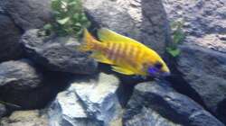 Besatz im Aquarium stone bay area (closed due!!!)