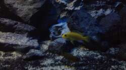 Besatz im Aquarium stone bay area (closed due!!!)