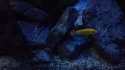 Besatz im Aquarium stone bay area (closed due!!!)