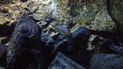 Besatz im Aquarium stone bay area (closed due!!!)