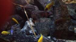 Besatz im Aquarium stone bay area (closed due!!!)