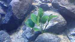 Pflanzen im Aquarium stone bay area (closed due!!!)