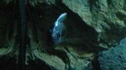 Besatz im Aquarium stone bay area (closed due!!!)