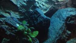 Pflanzen im Aquarium stone bay area (closed due!!!)