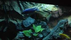 Besatz im Aquarium stone bay area (closed due!!!)