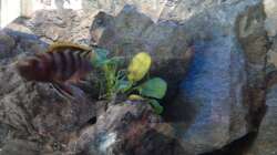 Das ist doch kein Weibchen (mehr)???