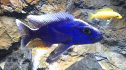 Besatz im Aquarium stone bay area (closed due!!!)