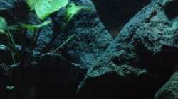 Dekoration im Aquarium stone bay area (closed due!!!)