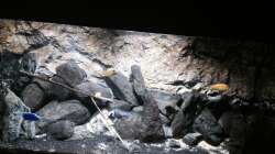 Pflanzen im Aquarium stone bay area (closed due!!!)