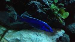 Besatz im Aquarium stone bay area (closed due!!!)