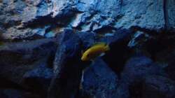 Besatz im Aquarium stone bay area (closed due!!!)