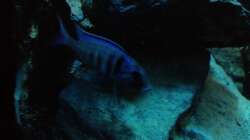 Besatz im Aquarium stone bay area (closed due!!!)