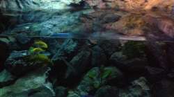 Aufregung beim Wasserwechsel 