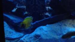 Besatz im Aquarium stone bay area (closed due!!!)