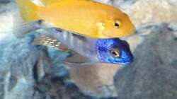 Besatz im Aquarium stone bay area (closed due!!!)