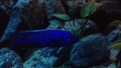 Besatz im Aquarium stone bay area (closed due!!!)