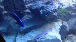 Besatz im Aquarium stone bay area (closed due!!!)