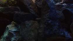 Dekoration im Aquarium stone bay area (closed due!!!)