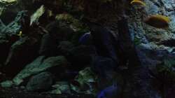 Aquarium stone bay area (closed due!!!)