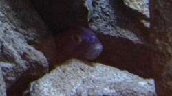 Besatz im Aquarium stone bay area (closed due!!!)