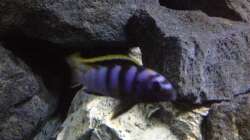 Besatz im Aquarium stone bay area (closed due!!!)