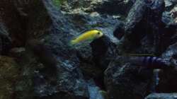 Besatz im Aquarium stone bay area (closed due!!!)