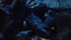 Dekoration im Aquarium stone bay area (closed due!!!)