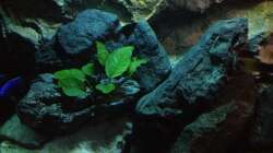 Pflanzen im Aquarium stone bay area (closed due!!!)