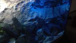 Dekoration im Aquarium stone bay area (closed due!!!)
