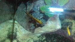 Aulonocara st. maleri male von oben