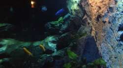 Dekoration im Aquarium stone bay area (closed due!!!)