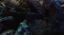 Dekoration im Aquarium stone bay area (closed due!!!)