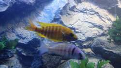 Besatz im Aquarium stone bay area (closed due!!!)