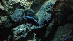 Dekoration im Aquarium stone bay area (closed due!!!)