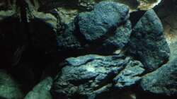 Dekoration im Aquarium stone bay area (closed due!!!)