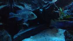 Besatz im Aquarium stone bay area (closed due!!!)