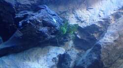 Dekoration im Aquarium stone bay area (closed due!!!)