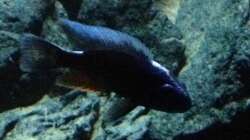 Besatz im Aquarium stone bay area (closed due!!!)