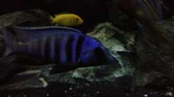 Der Electra in voller Pracht!