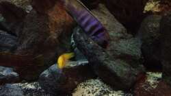 Besatz im Aquarium stone bay area (closed due!!!)