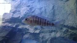 hässliches Entlein oder doch eine kleine Schönheit???