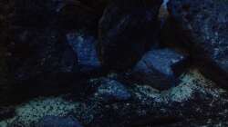 Dekoration im Aquarium stone bay area (closed due!!!)