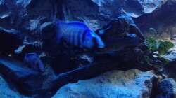 Besatz im Aquarium stone bay area (closed due!!!)