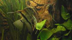 Harmonierendes Skalarpärchen (mehrmalige Gelege)