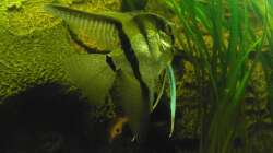 Skalarmann (mittl. mit Marmorweibchen)