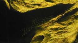 Einer der sehr scheuen L-333