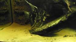 Dazuerworbenes Marmor-Weibchen