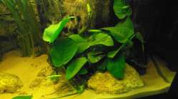 Anubias barteri v. nana