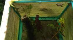 ARU4 Nachwuchs ca. 3 tage alt 