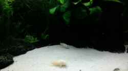 20.12.2013 Corydoras albino